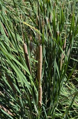 Typha domingensis
