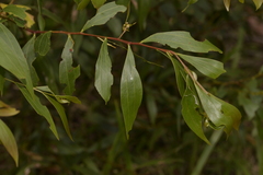 Acacia binervata