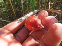 Peniocereus striatus