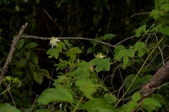 Passiflora subpeltata