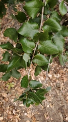 Paracraspis guadaloupensis