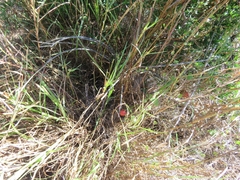 Peniocereus striatus