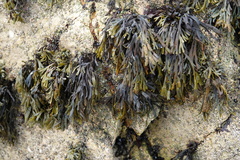 Pelvetiopsis limitata