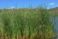 Typha domingensis