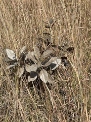 Baptisia cinerea