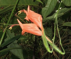 Ruellia inflata