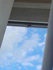 Platycryptus undatus