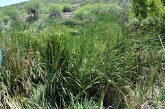 Typha domingensis