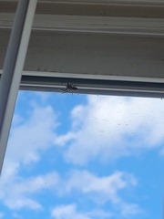 Platycryptus undatus