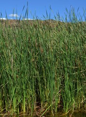 Typha domingensis
