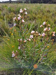Lobostemon curvifolius