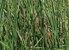 Typha domingensis