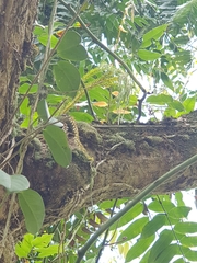 Phlegmariurus phlegmaria