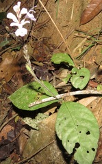 Pulchranthus adenostachyus