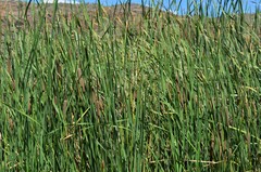 Typha domingensis