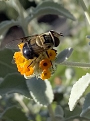Copestylum apiciferum