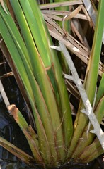 Typha domingensis