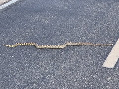 Pituophis catenifer affinis