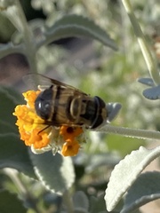 Copestylum apiciferum