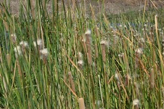 Typha domingensis