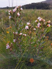 Lobostemon curvifolius