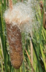 Typha domingensis