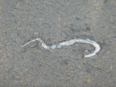 Coelognathus flavolineatus