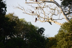 Alouatta seniculus