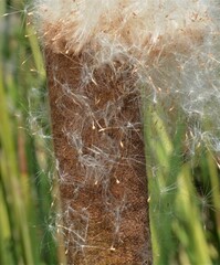 Typha domingensis