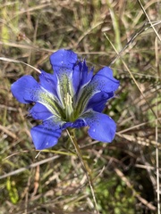 Gentiana autumnalis