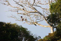 Alouatta seniculus