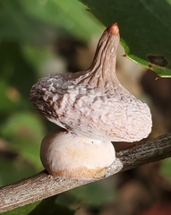 Heteroecus sanctaeclarae