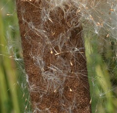 Typha domingensis
