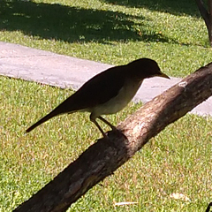Turdus amaurochalinus