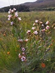 Lobostemon curvifolius