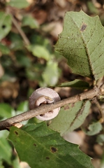 Heteroecus sanctaeclarae