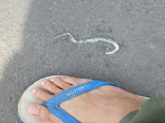 Coelognathus flavolineatus