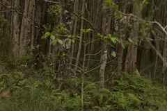 Melicope elleryana