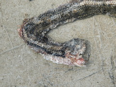 Coelognathus flavolineatus