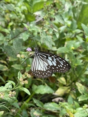 Ideopsis juventa