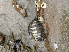 Polyplacophora