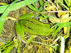 Gastrotheca riobambae
