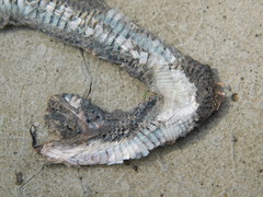 Coelognathus flavolineatus