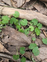 Hydrocotyle hirta