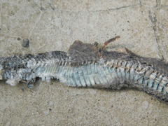 Coelognathus flavolineatus