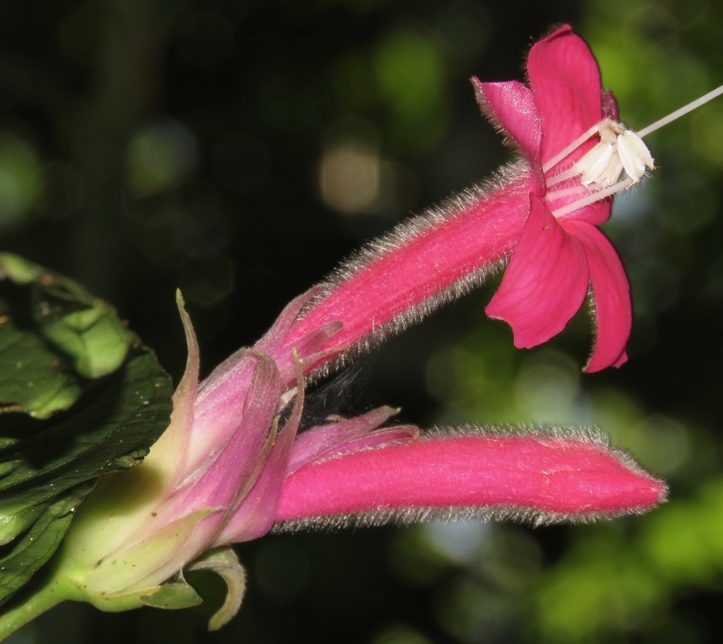Ruellieae