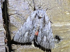 Catocala coccinata
