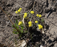 Odontarrhena obovata