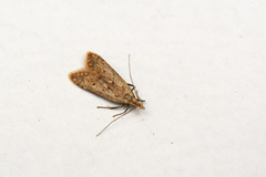 Dichomeris punctipennella