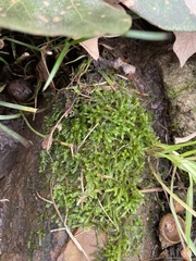 Brachytheciaceae